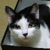 メディアは信用していません。情報収集してから発言します。我が家のコンセプトは猫屋敷(ΦωΦ)ﾆｬ。ポケGOしてます！9615 7424 5554
コロワク未接種