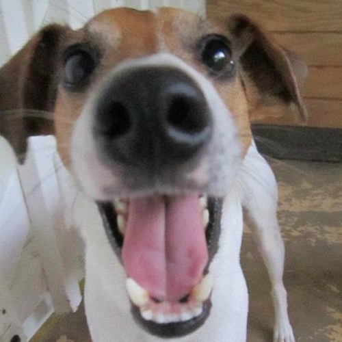 JMapleParker's profile picture. Mental Health Counselor, Runner (16/50 states down), Dog Lover, Dolphin Spotter! From a little bit of everywhere (OH, VT, MA, CO, FL, TN) currently in VT