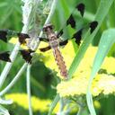 Denise Brack - @HopeFloats4 - Twitter