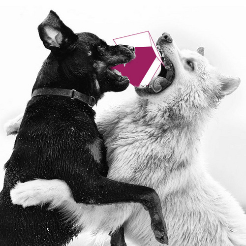 sideyards's profile picture. SIDEYARD is an office / workshop dogged with contorting the nominal, stretching the overlooked and picking up the discarded.