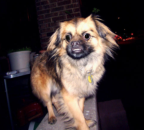 I'm a Tibetan Spaniel who likes to play with other animals - even if they're trapped in the TV