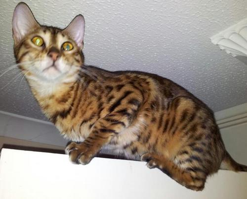 dispenser in co-op pharmacy, mum to stroppy teen, aspergers child and a little chicken. have spotty pets dals and bengals. welsh speakin essex girl