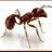 Ant_ziva's profile image