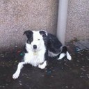 Fiona Ingram - @flofaeperth - Twitter