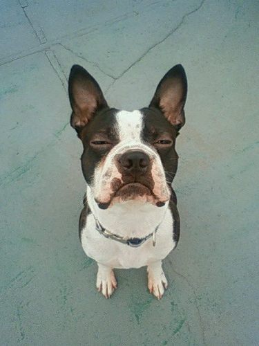 SAZE_NeV's profile picture. ▼音