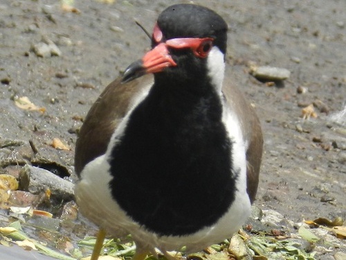 I am an Indian ecologist,conservationist, ornithologist and wildlife photographer;worked on wetlands and birds project.  https://t.co/K8WbllE3fp