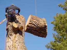 (Tree Service in Cottonwood, Arizona, AZ & The Surrounding Areas. Professional Services you can count on) GREEN TREE SERVICE. Call Today !!! (928) 862-0655