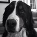 Profile Picture of Kirk James McAuliffe (@alwaysasiren) on Twitter
