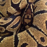 Sean Moran (@sprossermoran) 's Twitter Profile