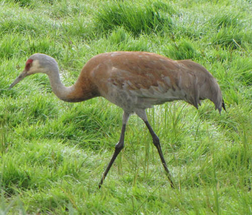 Many exciting things to see and do here...at the End of the Road. Wildlife Viewing Capital of the World!