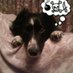 gillybeez (@gillybeez) Twitter profile photo