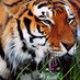 Krunal (@interestingq1) Twitter profile photo Krunal (@interestingq1) Twitter profile photo