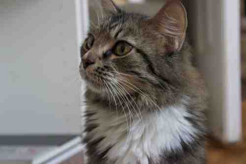 derpydog's profile picture. A tough cat from the streets, I wandered into a garage to have my 6 kittens.  Now we've got our own show - The Litter on @PetCollectiveTV 's Youtube!