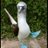 atipton71's profile image