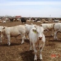 cpruet (@cpruet) 's Twitter Profile