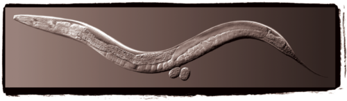 smelegans's profile picture. 