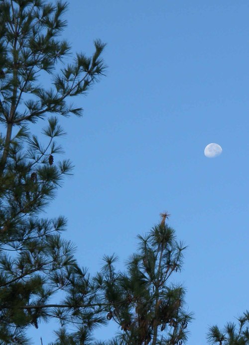 catholicseeker's profile picture. Roman Catholic reflecting, seeking direction, and striving to grow in deep, authentic relationship with our Lord.