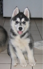 Welcome to the official Zeus The Husky twitter page. I dream of running the Iditarod and Yukon Quest. Self confessed lamb shank enthusiast.