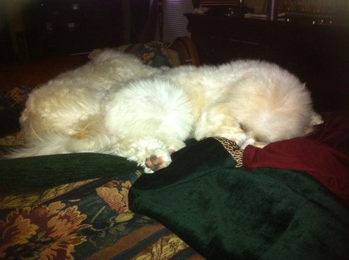 WeezieJelewis's profile picture. 