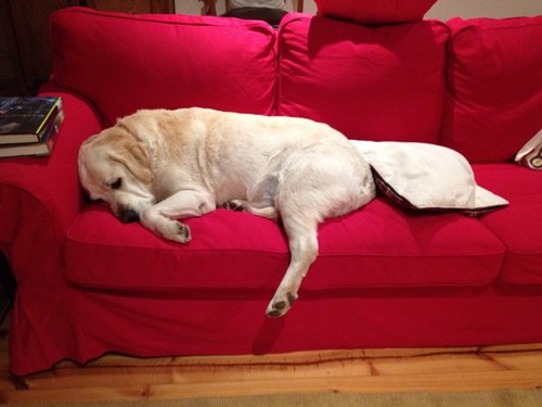 SleepingPooch's profile picture. Electronic graffitiste, democracy junkie, boomer bolshie.....Bullshit barometer alive and well. Typos a badge of honour