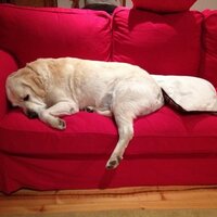 🦴🦴🇱🇻✏️✏️♎PostWokeFairyDogMother (@sleepingpooch) 's Twitter Profile