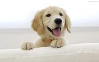 cspwaikalou's profile picture. 늦은 밤 하늘에 떠 있는 보름달 보고 짖어대는 숫개 하지만 도둑은 잘 지켜 밥술을 먹고 삶