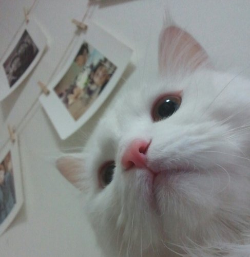 xiah_haru's profile picture. 