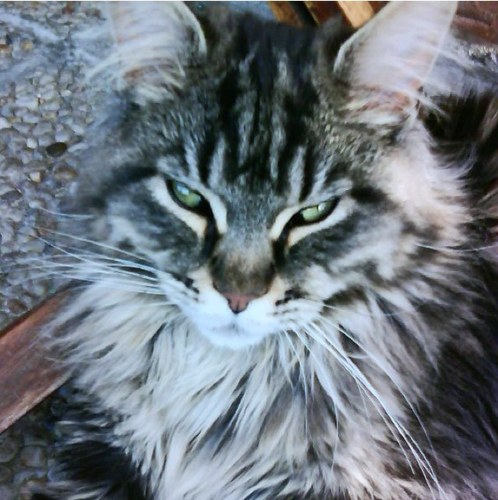 Fcbra7's profile picture. 