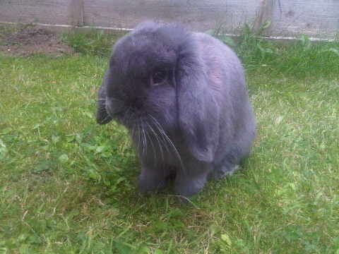 Im Whisper...I love carrots and Hay...my favourite film is Watership Down...Big Wig is a legend... my hero is Bugs Bunny!!