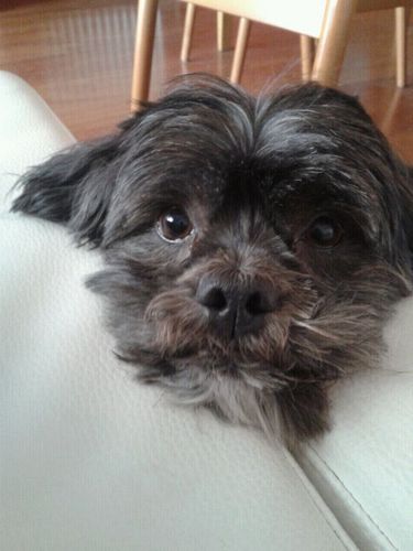 danicanyo's profile picture. 