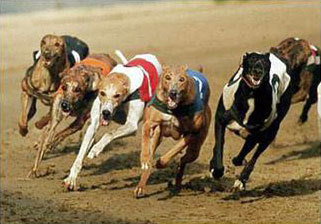 Greyhound owner, punter and tipster - all dogs are bang-off triers