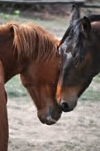 thegothicpixie's profile picture. Mother, Ceramic artist, Reiki practitioner