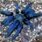 Blue Tarantula