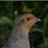 The Irish Grey Partridge Conservation Trust aims to conserve Ireland's Native Game Birds s part of our natural heritage