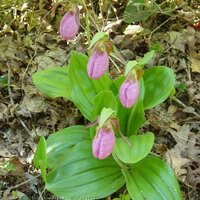 Sharon Bash (@ladyslipper44) 's Twitter Profile
