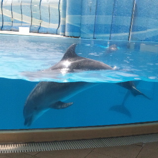 iceYUMIKO's profile picture. 古き良きTMRが好き。かつてはギャ。今はK-POP中心。西ヲタ所属の万年浮気者です。