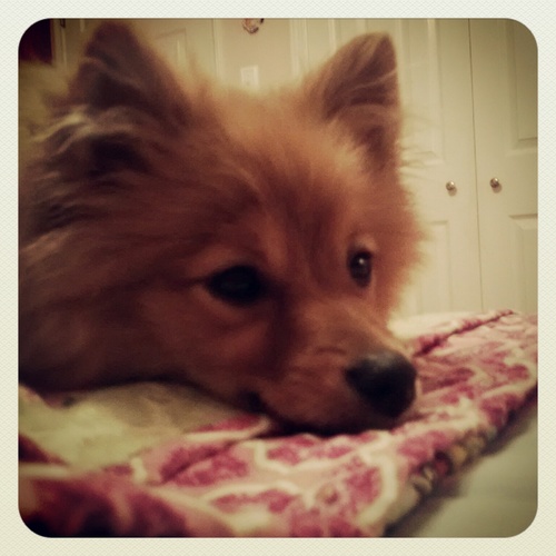 Hello. I'm Cricket the reallllly CUTE puppy. I like to lick peoples faces. I LOVE ONE DIRECTION!!!!!
 I FOLLOW BACK ;)