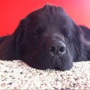 Luca Bernardi - @lucabernardi80 - Twitter