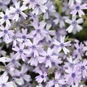 Gloria Ng - @mickey1608 - Twitter