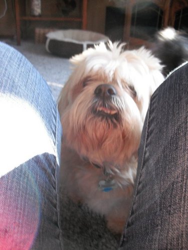 smart_thpencer's profile picture. I am Spencer the dog.