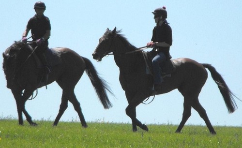 News from Red House Stables, Newmarket