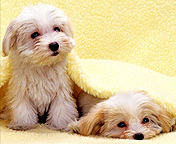 otiski's profile picture. 