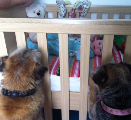 We are two Border Terriers, Mishka and Reggie Teddy Smith. We also have a new hooman sister, baby Sienna x