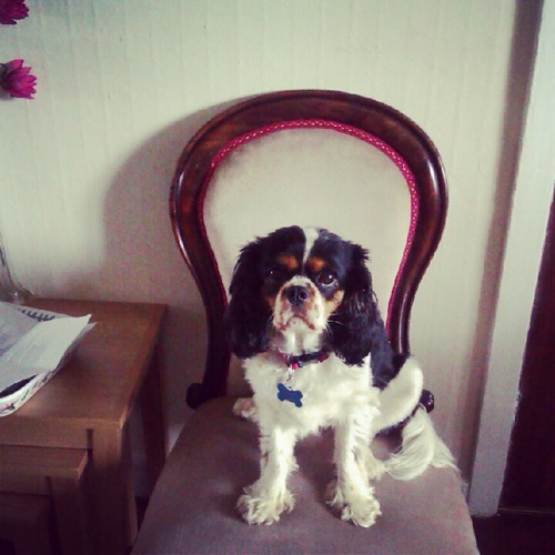 Self-confessed Drama Queen, Puppy Cuddler and Disorganised perfectionist. .