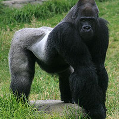 220px-Male_gorilla_in_SF_zoo_400x400.jpg
