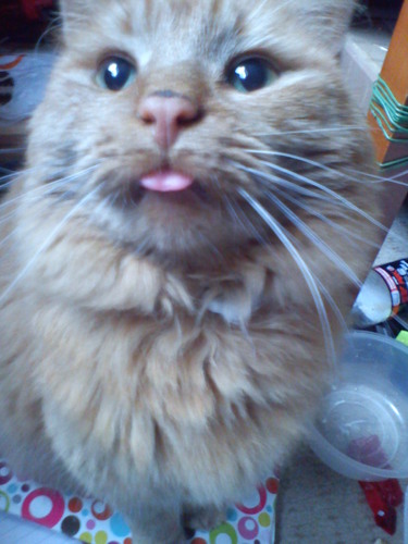 Numpty,owner (mother) to many small critters, HH,Loki,Thor, Sherlock fan, life long Dwarfer, the weird one in the corner