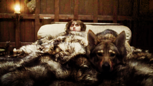 summer the dire wolf; brandon stark'ın ulukurduyum, o nerde ben orda, bazı geceler içime girer orman bayır gezeriz.