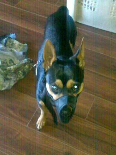 I AM A 3YR CHIHUAHUA 100% #TEAMFOLLOWBACK ~ UNFOLLOW ME I RETURN THE FAVOR! #RUFF #RUFF