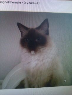 8ngel_delight's profile picture. 