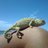guillevaz1995's profile image